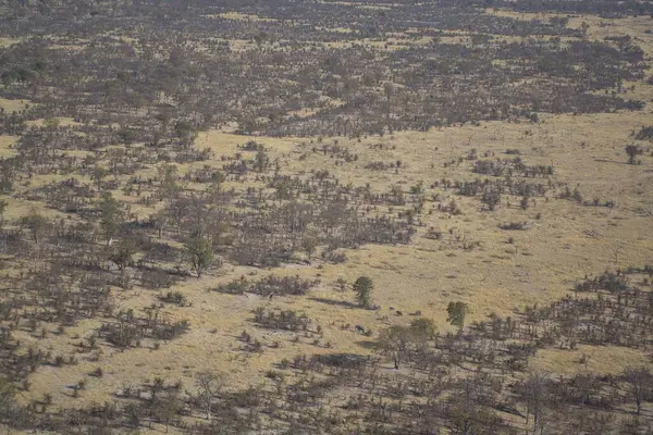 Ormanın ortasındaki ölü ağaçların hava aracı görüntüsü, namibya