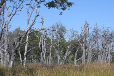 Gündüzleri tarlada güzel bir ağaç görüntüsü.