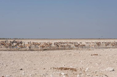 Çölde kuş sürüsü