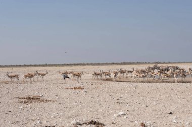 Çölde bir deve sürüsü.