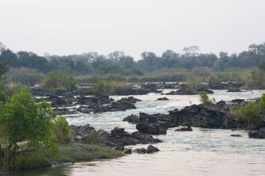 Sabah ormandaki nehir.