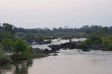 Ormandaki nehrin güzel manzarası