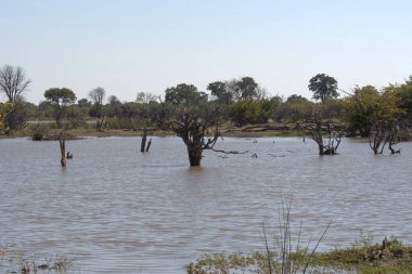 Botswana 'nın güzel manzarası