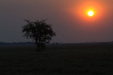Ormanda güzel bir gün batımı