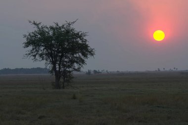 Akşamları bir ağaç tarlası.