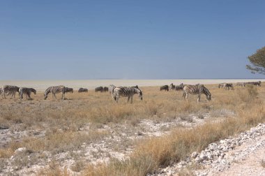 Güzel bir Afrika bozkırında vahşi Afrika çölü