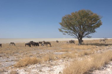 Vahşi Afrika zebrası, zebra ve etosha Milli Parkı