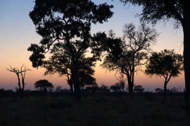 Parktaki ağaçların güzel manzarası.