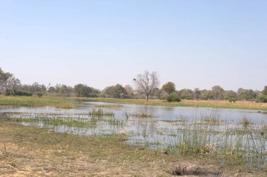 Mekong deltasındaki nehir.