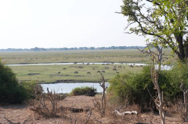 Kenya ovasında yürüyen bir fil sürüsü.