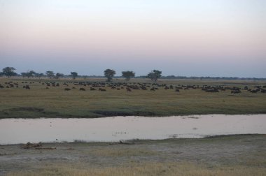 Tarladaki büyük siyah bufalo.