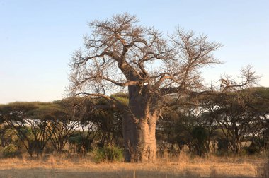Savanadaki büyük ağaç