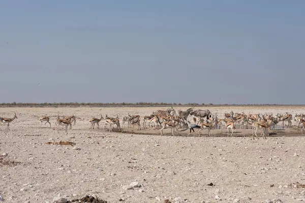 Çöldeki beyaz develer,