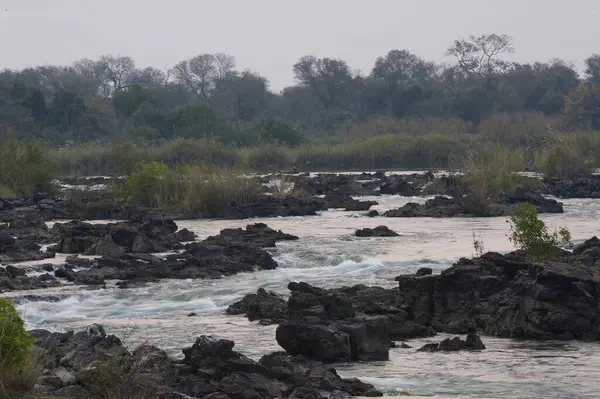Ormandaki nehrin güzel manzarası