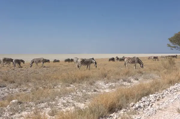 Güzel bir Afrika bozkırında vahşi Afrika çölü