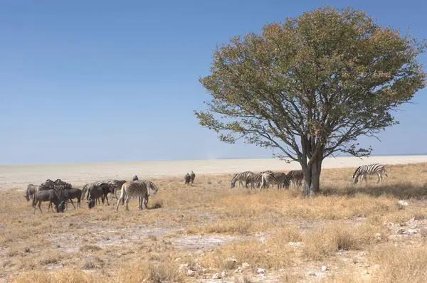 Tarlada otlayan koyun sürüsü