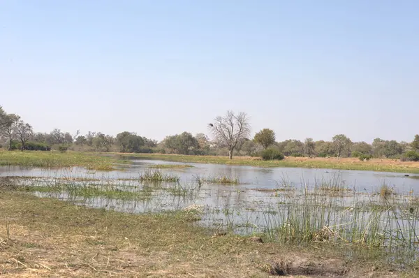 Mekong deltasındaki nehir.