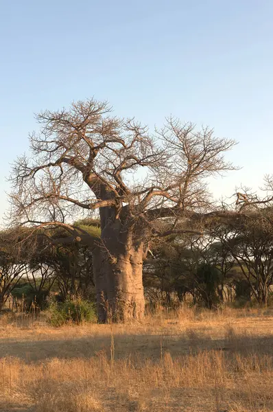 Savanadaki bir ağacın dikey görüntüsü.