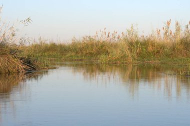 a small pond in the morning