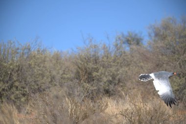 Gökyüzündeki bir ağaçta uçan beyaz güvercin.