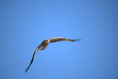 Gökyüzünde bir kuş