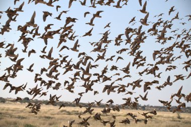 Gökyüzünde uçan martı sürüsü