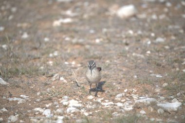 Doğadaki çimenlikteki sincap
