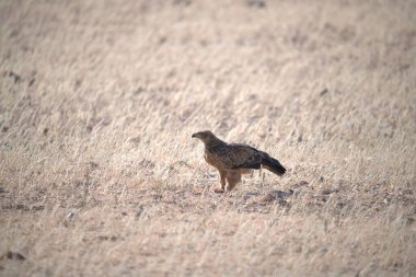 Çöldeki genç kuş.