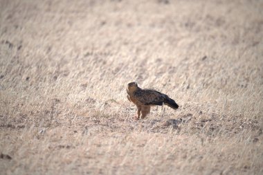 Yaygın Şahin, Buteo buteo