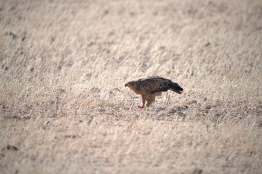 Avrasya baykuşu, buteo bubo, kuş, kuş, avrasya kartalı