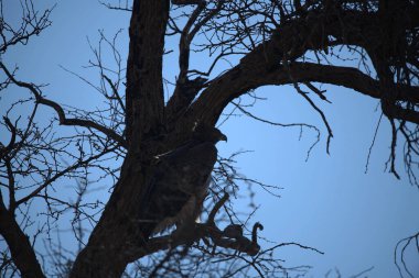 Kuru ağaç dalında Afrika kartalı