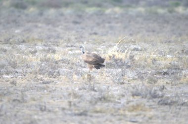 Vahşi doğada bir kuş