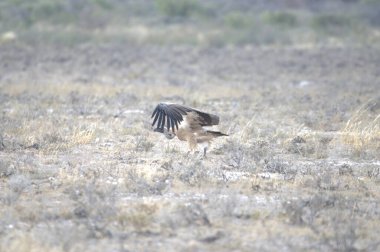 Çölde kara bir akbaba