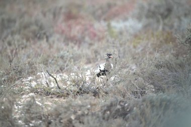 Vahşi doğada bir kuş