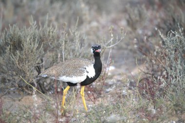 Siyah kanatlı stilt (phohihimantopus himantopus). Büyük, beyaz, uzun renkli bir kuş. -