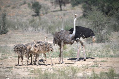 Kenya savanında bir devekuşu.