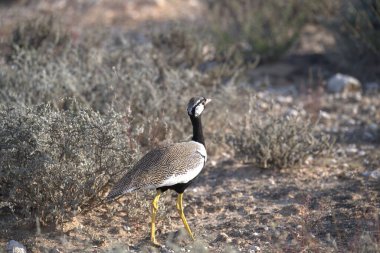 Büyük kuş bir kumsalda duruyor.
