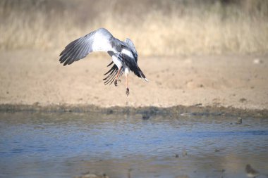 black - headed heron ( ardea cinerea )