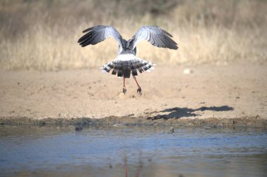 Martı suda uçuyor.