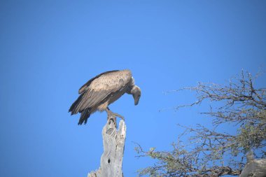 Güzel Afrika Kartalı (afrikan eta etus), namibya