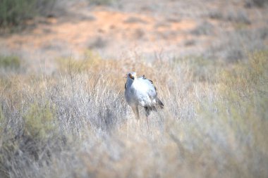 a closeup shot of a bird in the desert