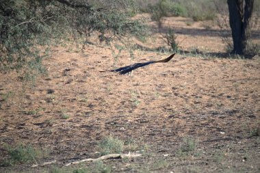 Siyah-Göbekli Ejderha - (certophus cinex) Kuzey Avustralya 'daki doğal yaşam alanında