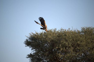 Ormanda güzel bir kuş