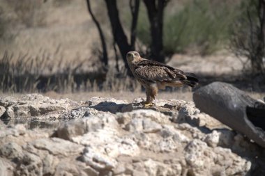Bir kuş yerde oturuyor.
