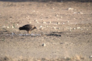 Bir kuş yerde oturuyor.