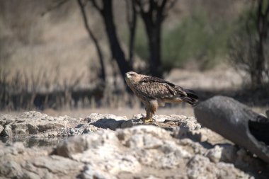 Hayvanat bahçesinde bir kuş