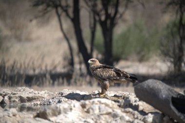 Siyah başlı bir kartalın yakın plan çekimi.