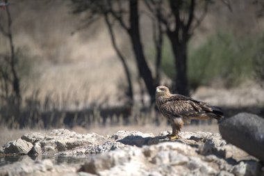 Ormanın zemininde bir kuş oturuyor.