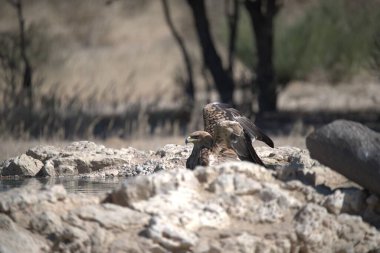 Sudaki bir kuş sürüsü.