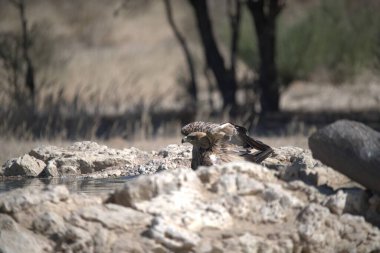 Sudaki bir grup kuş.